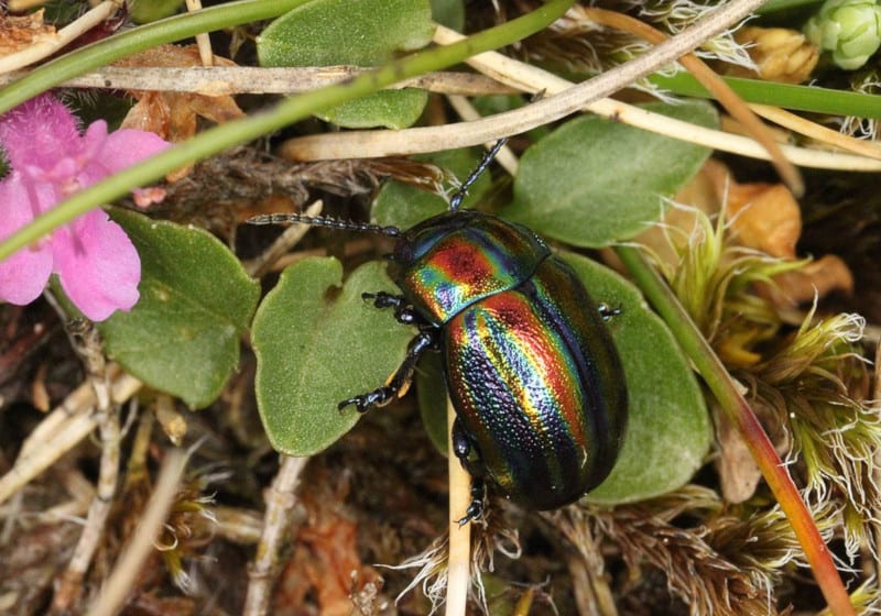 Rainbow Leaf Beetle, Chrysolina cerealis