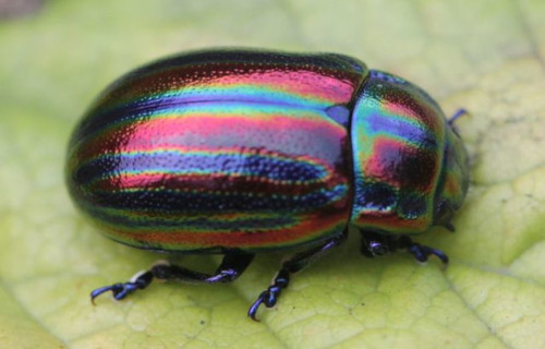 Rainbow Leaf Beetle, Chrysolina cerealis