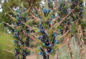 Sapphire Tower, Puya alpustrus