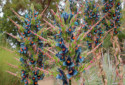 Sapphire Tower, Puya alpustrus