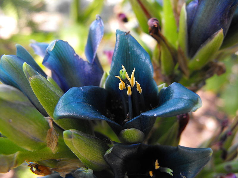 Sapphire Tower, Puya alpustrus