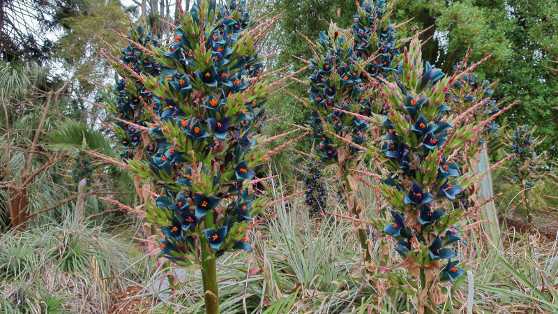 Sapphire Tower, Puya alpustrus