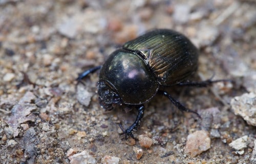 Earth's Many Astounding Beetles