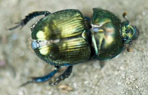 Scarab Beetle, Scarabaeidae