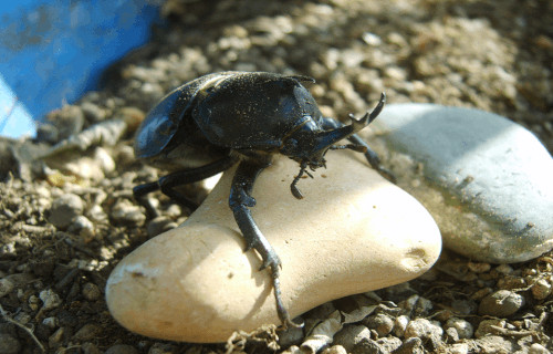 Scarab Beetle, Scarabaeidae