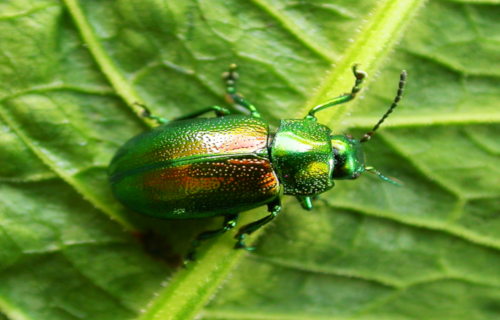 Earth's Many Astounding Beetles