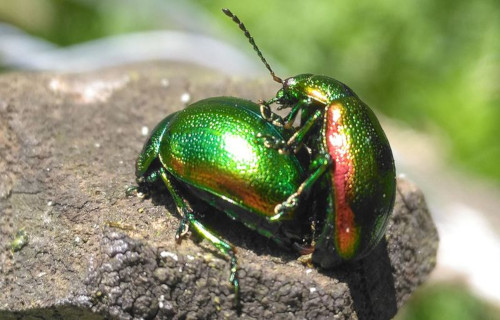 Tansy Beetle, Chrysolina graminis