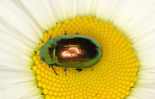 Tansy Beetle, Chrysolina graminis