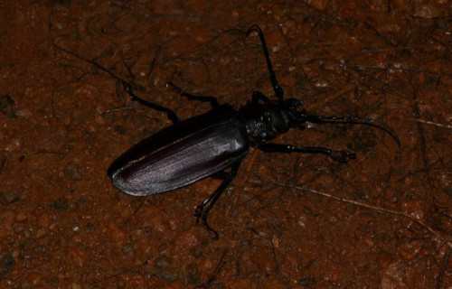 Titan Beetle, Titanus giganteus