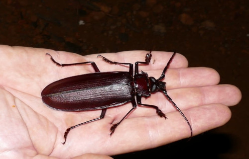 Titan Beetle, Titanus giganteus