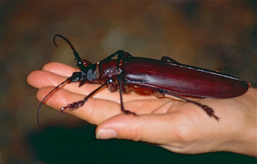 Earth's Many Astounding Beetles