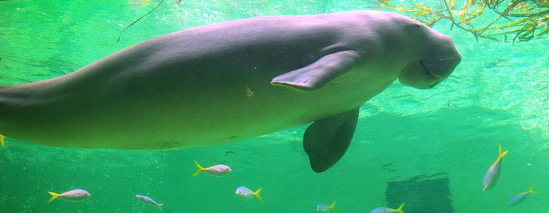 African Manatee, Trichechus senegalensis