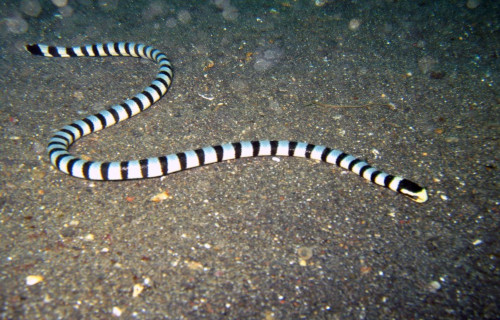 Black Banded Sea Krait, Laticauda semifasciata