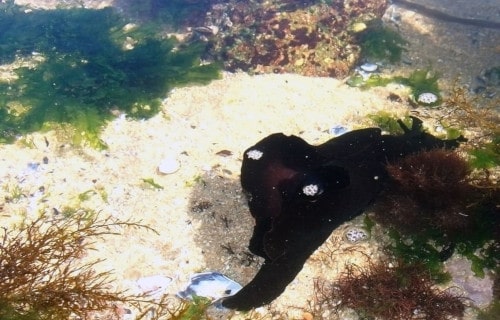 Black Sea Hare, Aplysia vaccaria