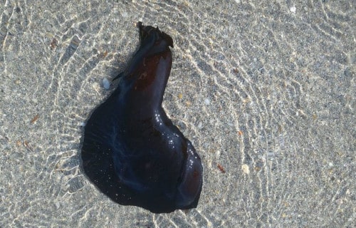 Black Sea Hare, Aplysia vaccaria