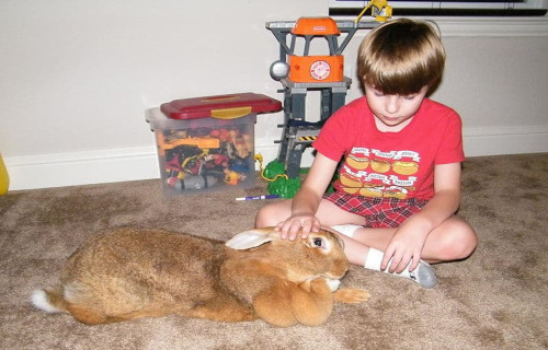 Flemish Giant Rabbit, Oryctolagus cuniculus