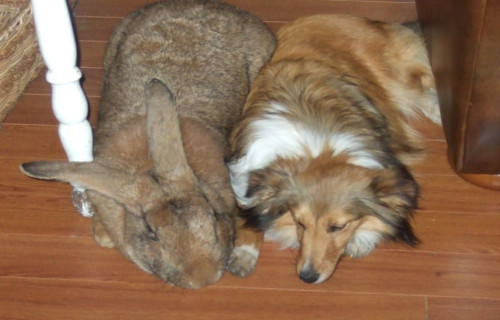 4 Remarkably Unique Rabbits