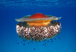 Fried Egg Jellyfish, Cotylorhiza tuberculata