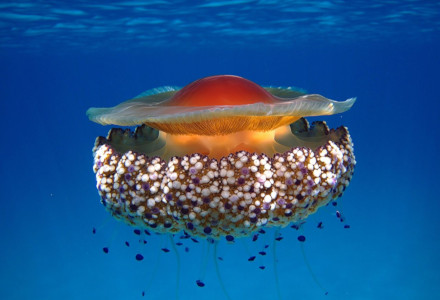 Fried Egg Jellyfish, Cotylorhiza tuberculata