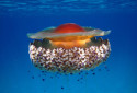 Fried Egg Jellyfish, Cotylorhiza tuberculata