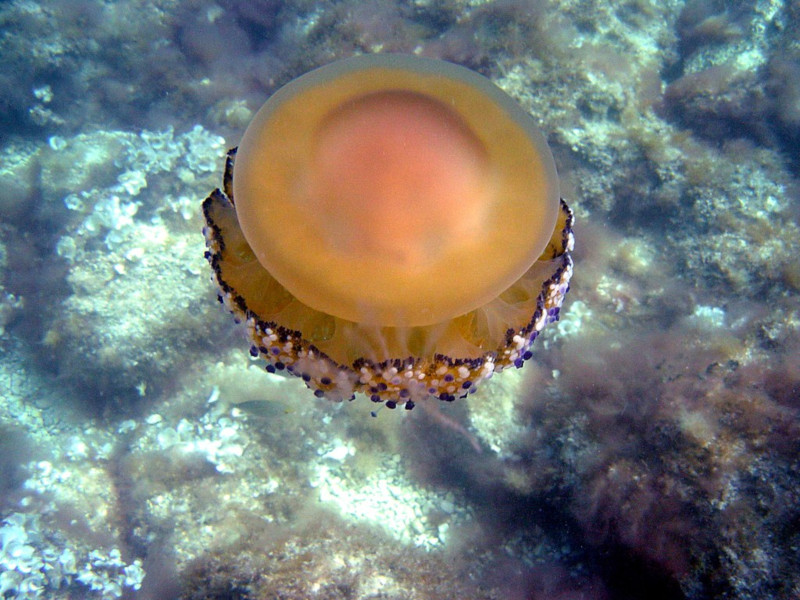 Fried Egg Jellyfish, Cotylorhiza tuberculata