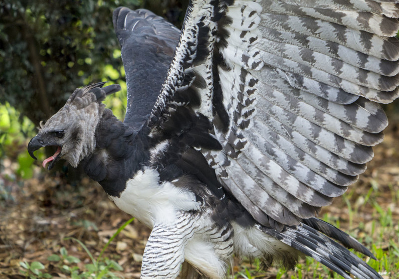 Harpy Eagle, Harpia harpyja