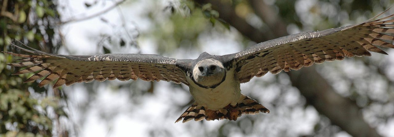 Harpy Eagle, Harpia harpyja