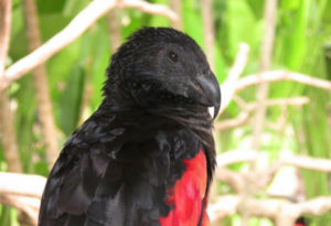 Pesquet's Parrot, Psittrichas fulgidus