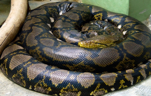 Reticulated Python, Python reticulatus