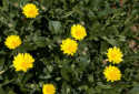 Sea Marigold, Calendula maritima