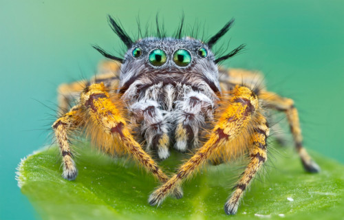 Sensational Spiders Around the World