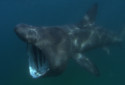 Basking Shark, Cetorhinus maximus