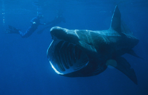 Basking Shark, Cetorhinus maximus