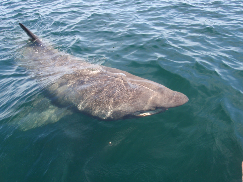 Basking Shark, Cetorhinus maximus