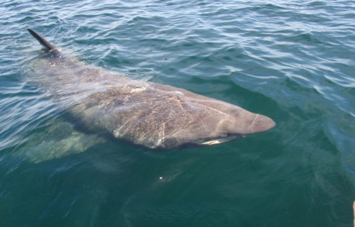 Basking Shark, Cetorhinus maximus