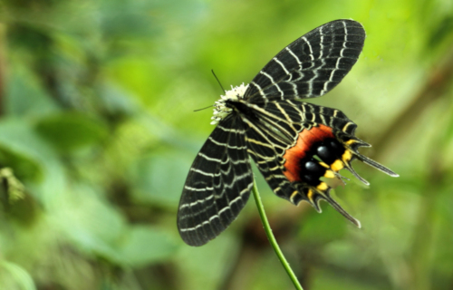 5 Stunning Asian Lepidoptera