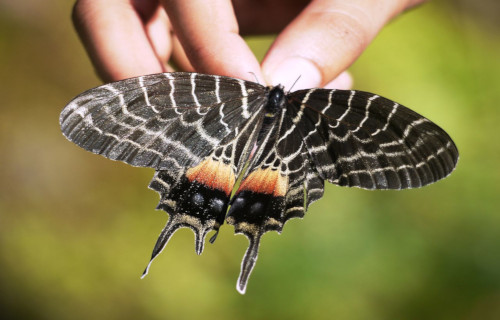 Bhutan Glory, Bhutanitis lidderdalii