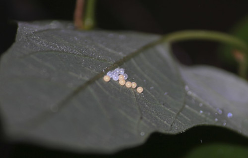 Bhutan Glory, Bhutanitis lidderdalii