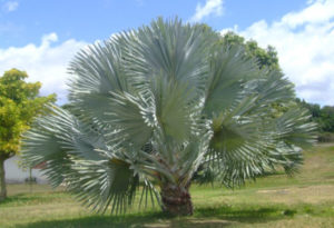 Bismarck Palm, Bismarckia nobilis