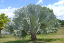 Bismarck Palm, Bismarckia nobilis