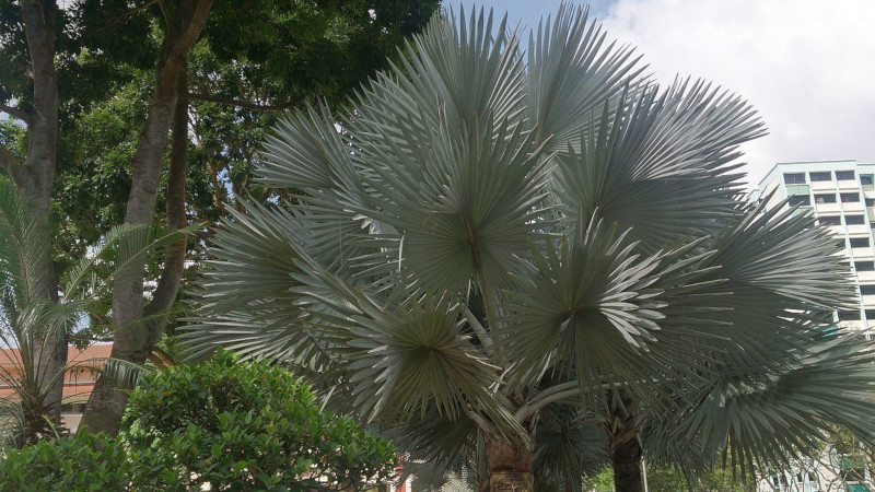 Bismarck Palm, Bismarckia nobilis