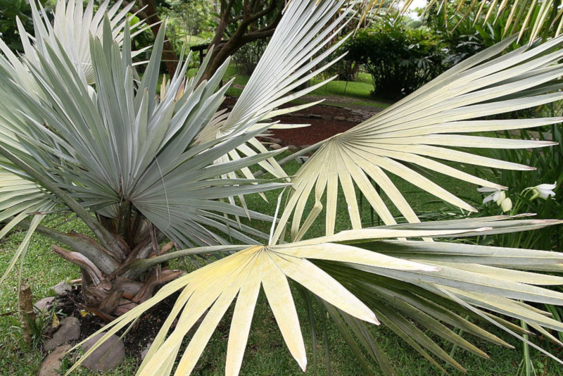 Bismarck Palm, Bismarckia nobilis