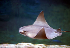 Cownose Ray, Rhinoptera bonasus