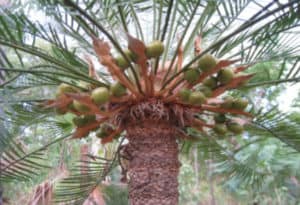 Cycad