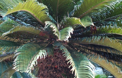 Cycad