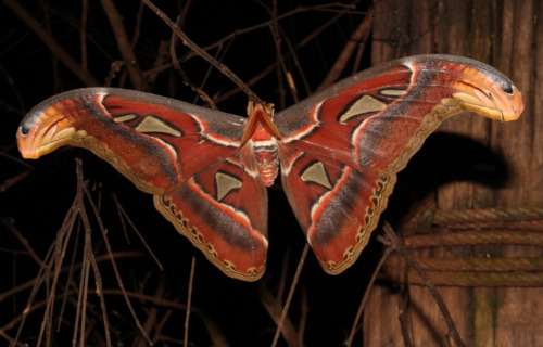 Giant Atlas Moth, Attacus atlas