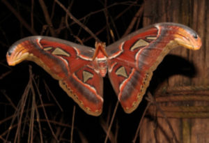 Giant Atlas Moth, Attacus atlas