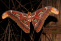 Giant Atlas Moth, Attacus atlas