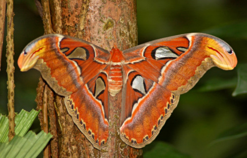 Giant Atlas Moth, Attacus atlas