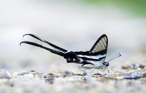 Green Dragontail, Lamproptera meges virescens